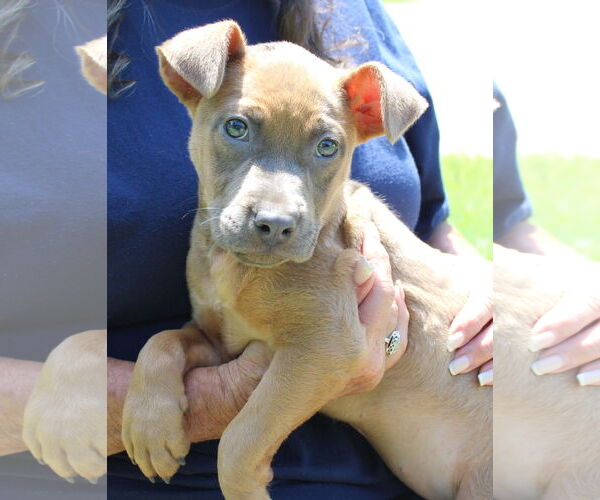 Medium Photo #3 American Pit Bull Terrier-Unknown Mix Puppy For Sale in Prattville, AL, USA