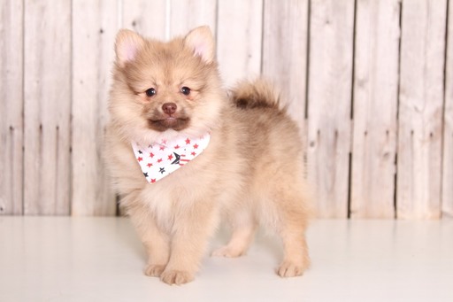 Medium Photo #1 Pomeranian Puppy For Sale in MOUNT VERNON, OH, USA