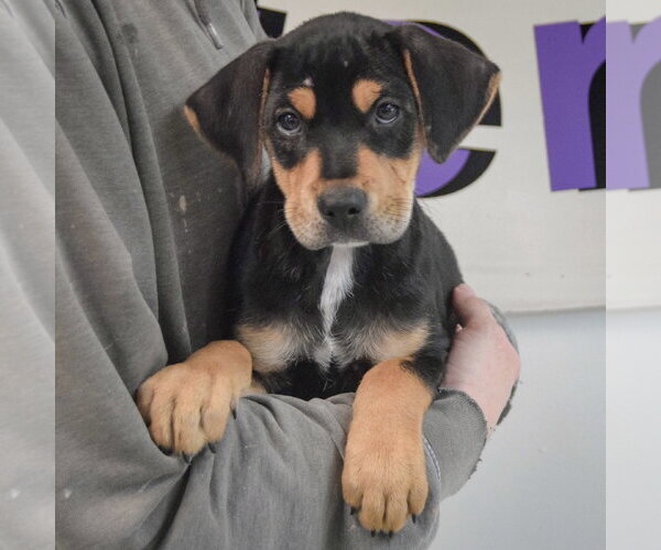 Medium Photo #3 Rottweiler-Unknown Mix Puppy For Sale in Huntley, IL, USA