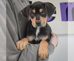 Small #2 Rottweiler Mix