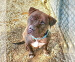 Small #5 American Staffordshire Terrier Mix