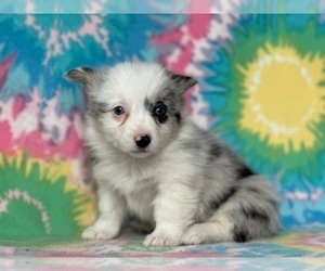 Pembroke Welsh Corgi Puppy for sale in LANCASTER, PA, USA