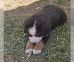 Small Photo #11 Bernese Mountain Dog Puppy For Sale in SALMON, ID, USA