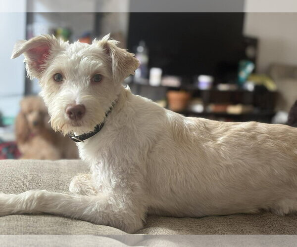 Medium Photo #1 Poodle (Miniature)-Unknown Mix Puppy For Sale in Visalia, CA, USA