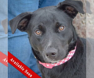 Border Collie-Unknown Mix Dogs for adoption in Huntley, IL, USA