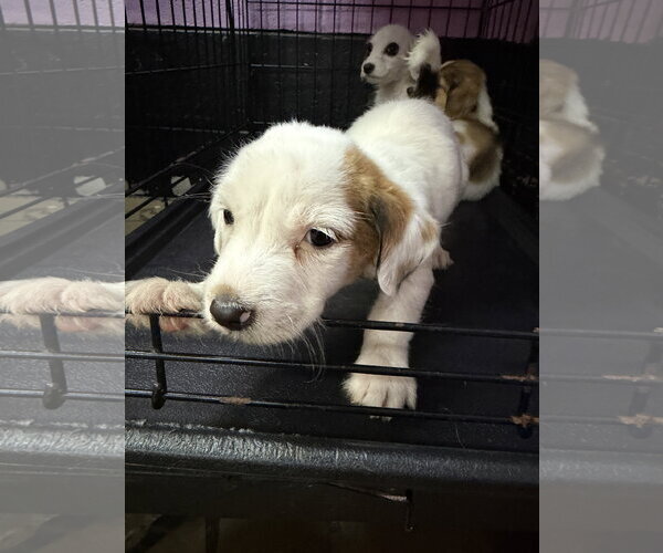Medium Photo #7 Mutt Puppy For Sale in Pacolet, SC, USA
