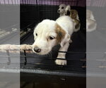 Small #6 Mutt