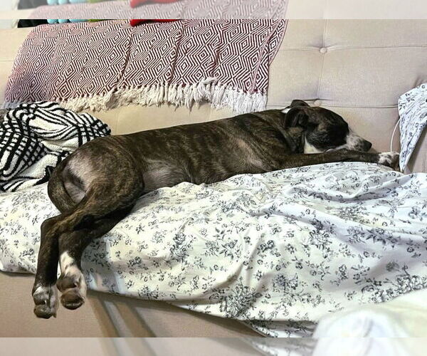 Medium Photo #14 American Staffordshire Terrier-German Shepherd Dog Mix Puppy For Sale in McDonough, GA, USA