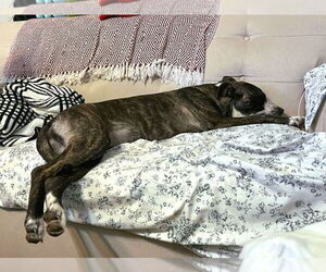 Bella - Female American Staffordshire Terrier-German Shepherd Dog Mix Dog for Adoption - Photo #14