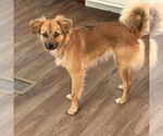 Small #1 Chihuahua Mix