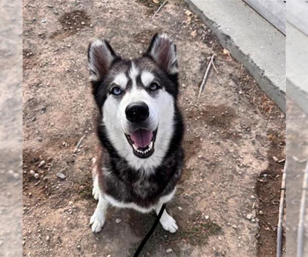 Medium Photo #1 Siberian Husky Puppy For Sale in Orange, CA, USA