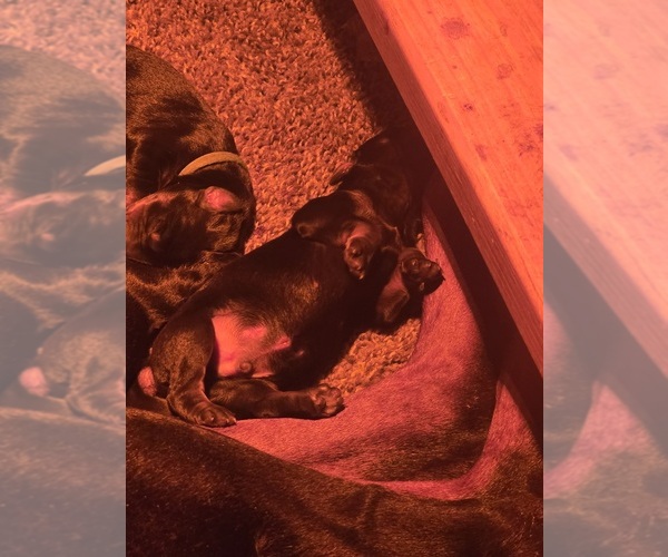 Medium Photo #6 Doberman Pinscher Puppy For Sale in DAVISON, MI, USA