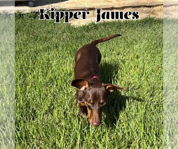 Medium Photo #8 Dachshund Puppy For Sale in San Antonio, TX, USA