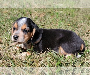 Beagle Puppy for sale in HENDERSON, NC, USA