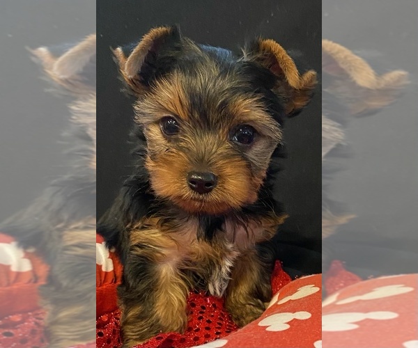 Medium Photo #1 Yorkshire Terrier Puppy For Sale in ALVARADO, TX, USA
