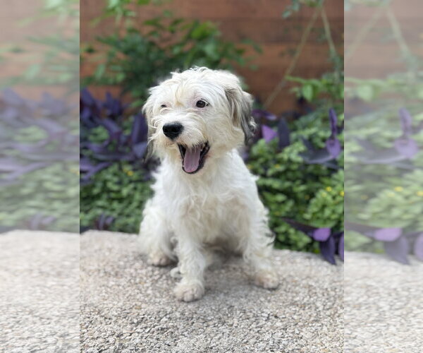 Medium Photo #3 Mutt Puppy For Sale in PIPE CREEK, TX, USA