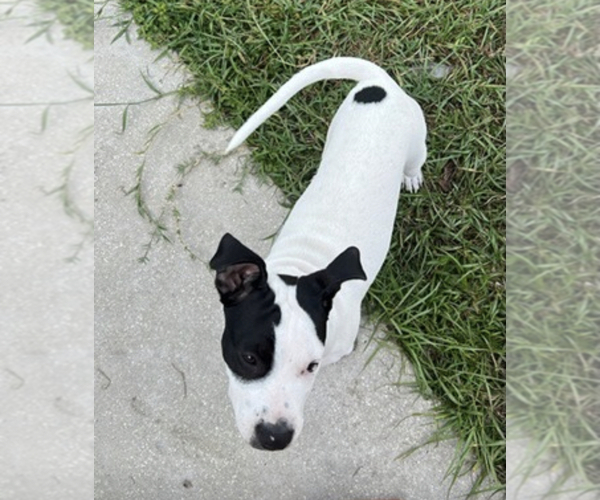 Medium Photo #1 American Pit Bull Terrier Puppy For Sale in DELTONA, FL, USA