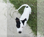 Small Photo #1 American Pit Bull Terrier Puppy For Sale in DELTONA, FL, USA