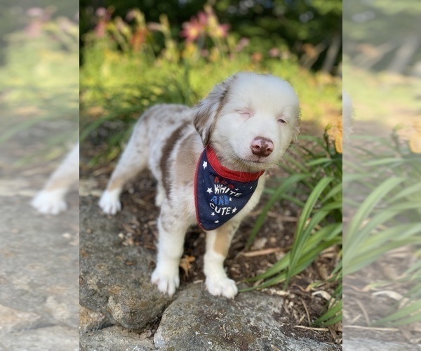 Medium Photo #5 Australian Shepherd Puppy For Sale in SADIEVILLE, KY, USA