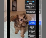 Small Yorkshire Terrier