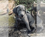 Puppy Puppy 3 Weimaraner