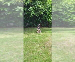 Bella 3165 - Female German Shepherd Dog Dog for Adoption - Photo #4
