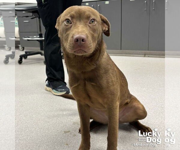 Medium Photo #1 Labrador Retriever-Unknown Mix Puppy For Sale in Washington, DC, USA