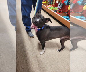 TJ - Male Mutt Dog for Adoption - Photo #4