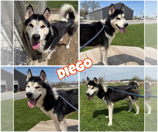 Medium Photo #1 Siberian Husky Puppy For Sale in Pierceton , IN, USA