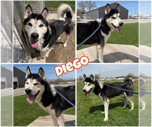 Siberian Husky Dogs for adoption in Pierceton , IN, USA