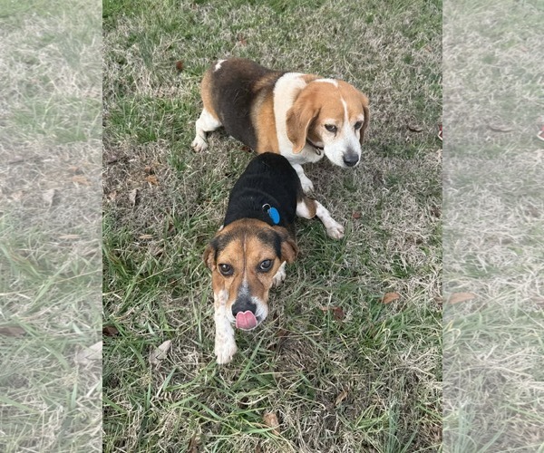 Medium Photo #7 Beagle Puppy For Sale in Arlington, VA, USA