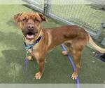 Small #6 Labrador Retriever Mix