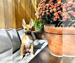 Small Photo #11 German Shepherd Dog-Unknown Mix Puppy For Sale in Polson, MT, USA