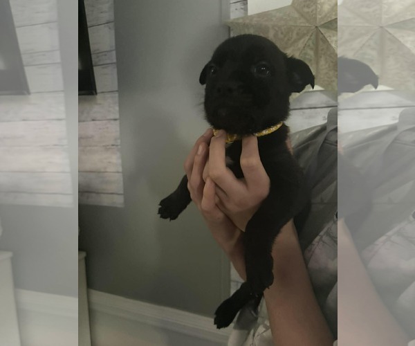 Medium Photo #5 German Shepherd Dog-Unknown Mix Puppy For Sale in Holly Springs, NC, USA