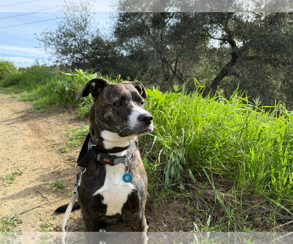 Medium Photo #17 Labrador Retriever-Unknown Mix Puppy For Sale in San Diego, CA, USA