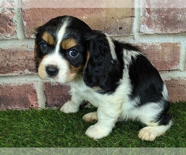 Medium Photo #3 Cavalier King Charles Spaniel Puppy For Sale in MOBERLY, MO, USA