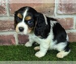 Small #2 Cavalier King Charles Spaniel