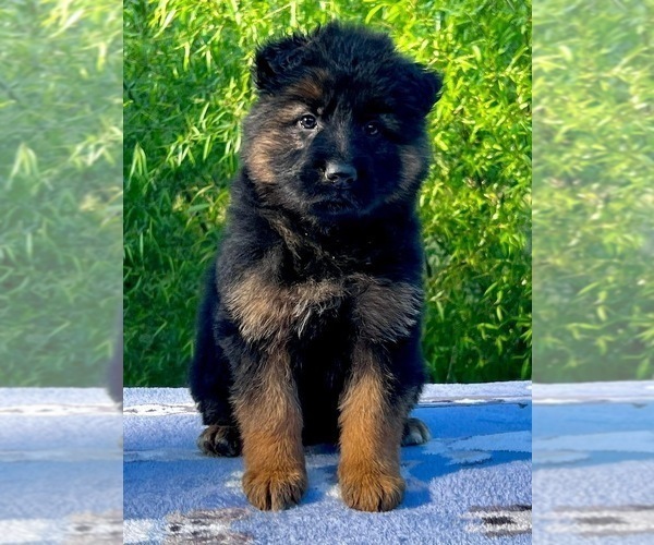 Medium Photo #1 German Shepherd Dog Puppy For Sale in GADSDEN, AL, USA
