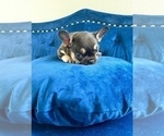 Small Photo #7 French Bulldog Puppy For Sale in MALIBU, CA, USA