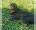 Small #3 Rottweiler