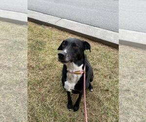 Eurasier-Great Dane Mix Dogs for adoption in Front Royal, VA, USA