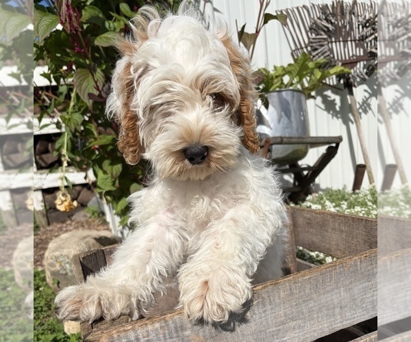 Medium Photo #2 Cockapoo (Miniature) Puppy For Sale in MIDDLEBURY, IN, USA