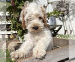 Jenson - Male Cockapoo (Miniature) Puppy for Sale - Photo #2