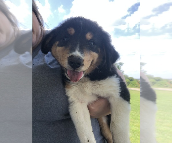 Medium Photo #1 Border-Aussie Puppy For Sale in WELLSTON, OH, USA