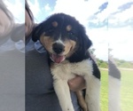 Small Photo #1 Border-Aussie Puppy For Sale in WELLSTON, OH, USA