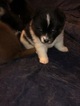 Small Photo #2 Pomsky Puppy For Sale in MOUNT MORRIS, MI, USA
