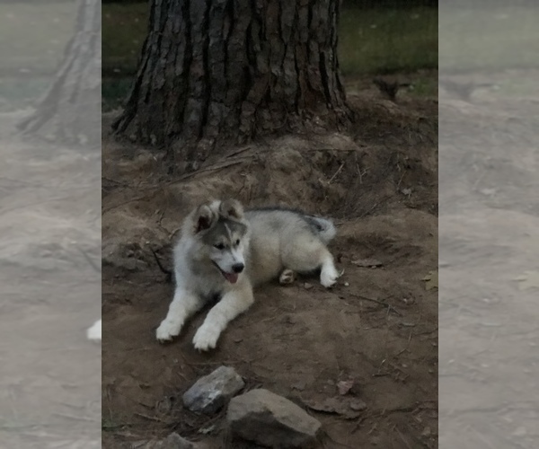 Medium Photo #10 Wolf Hybrid Puppy For Sale in FILLMORE, LA, USA