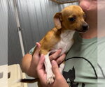 Small Photo #3 Chihuahua-Unknown Mix Puppy For Sale in Grafton, WI, USA
