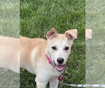 Small #1 Labrador Retriever Mix