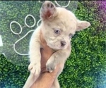 Small #4 French Bulldog